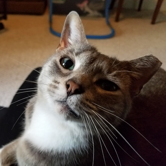 Meet your Posher, Jody - Picture 4 of 4